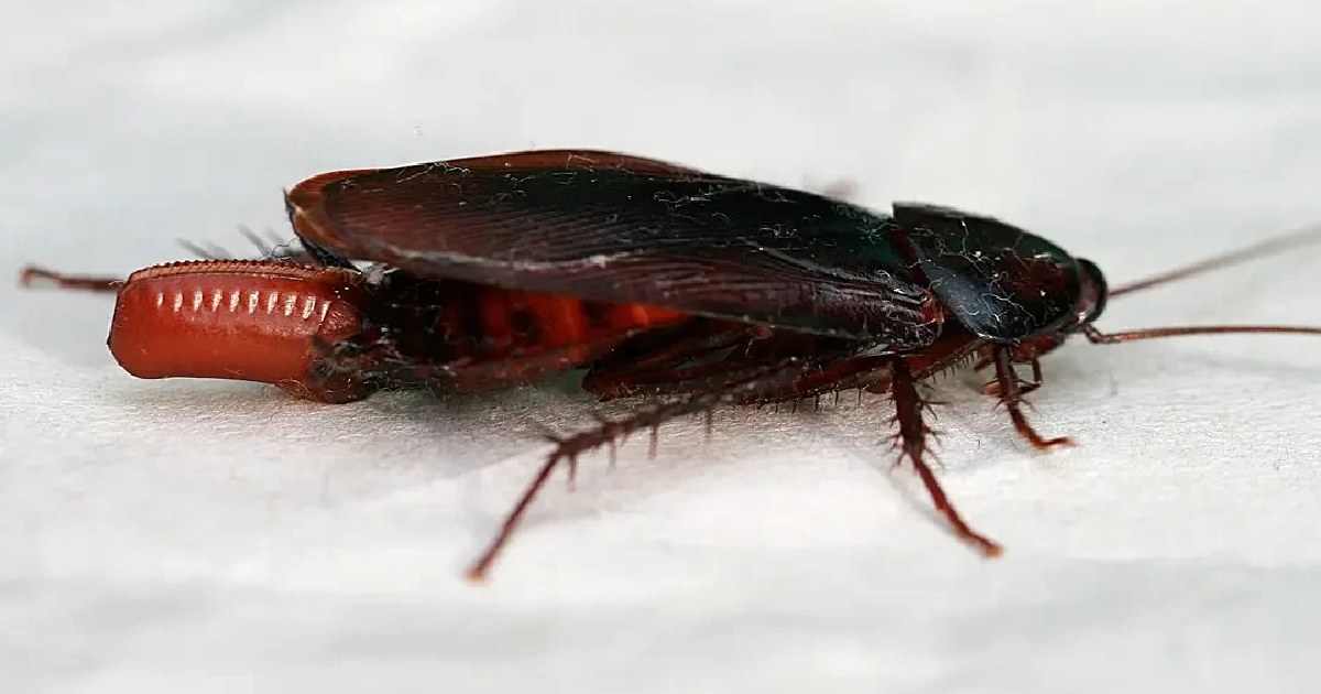 Smokybrown Cockroach - Largest Cockroaches in the World