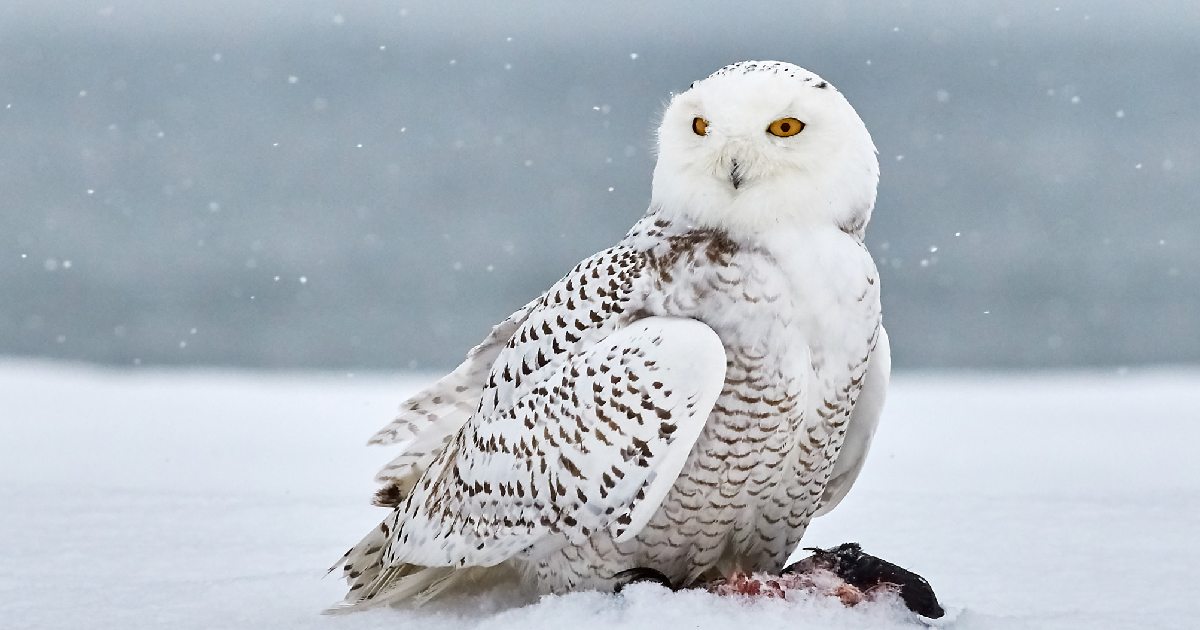 Snowy Owl - Largest Owls in the World