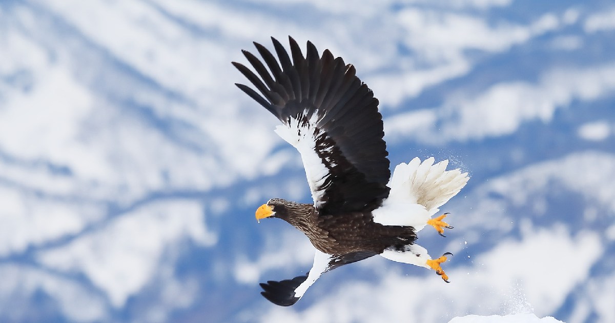 Steller's Sea Eagle - Largest Birds of Prey in the World