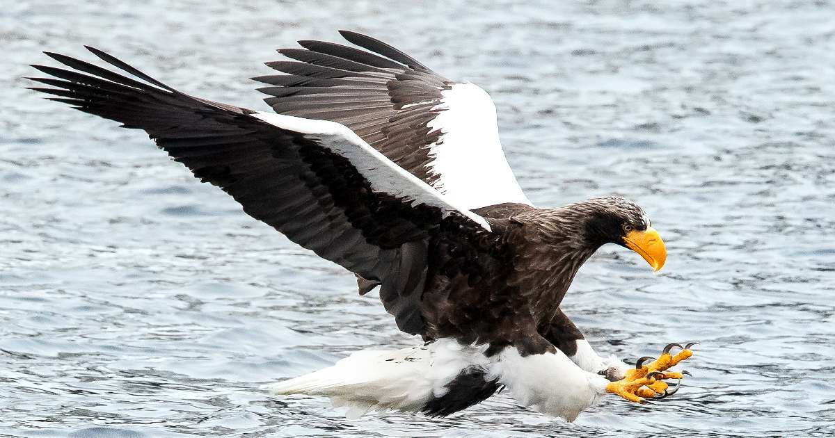 Steller's Sea Eagle - Largest Eagles in the World