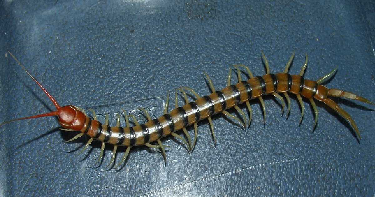 Tanzanian Blue Ring Leg - Largest Centipedes in the World