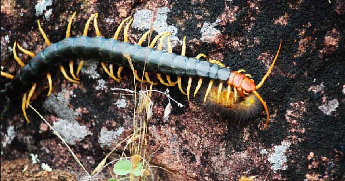 Texas Redheaded Centipede - Largest Centipedes in the World