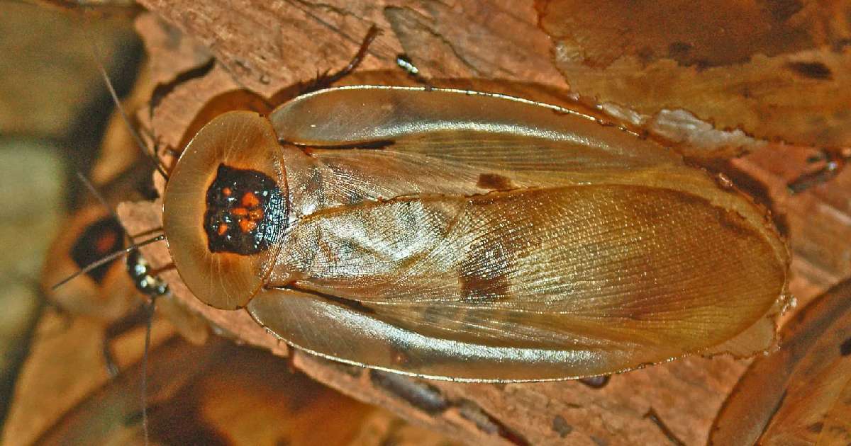 Trinidad Bat-Cave Roach - Largest Cockroaches in the World