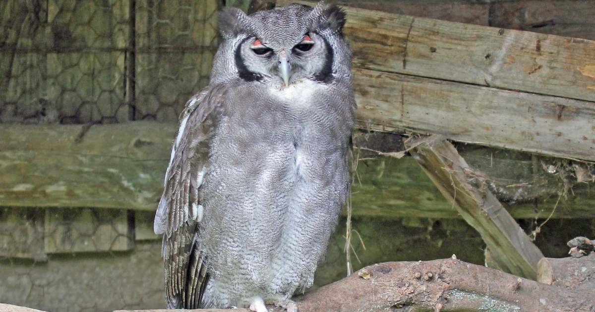 Verreaux's Eagle-Owl - Largest Owls in the World