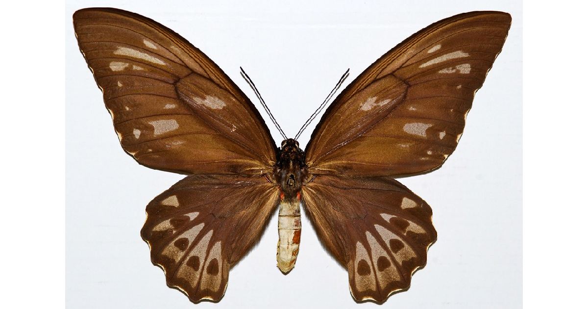 Wallace’s Golden Birdwing - Largest Butterflies in the World