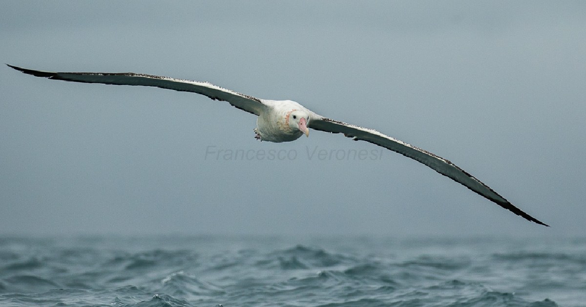 Wandering Albatross - Birds With Largest Wingspan