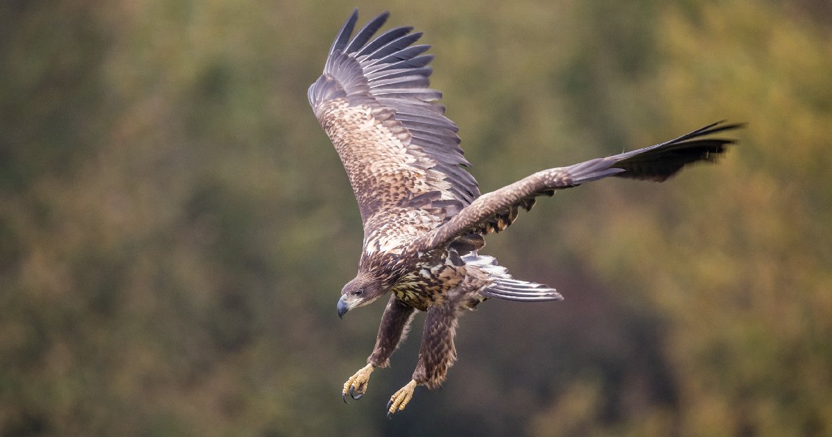 White-tailed Eagle - Largest Eagles in the World