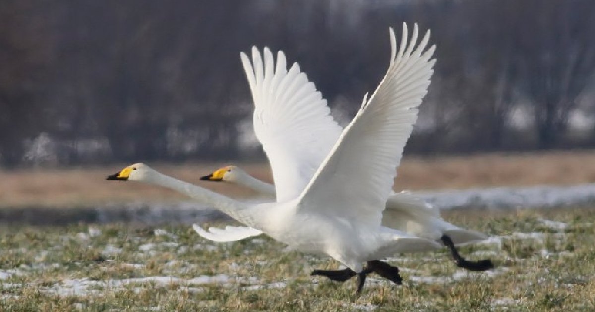 Whooper Swan - Birds With Largest Wingspan