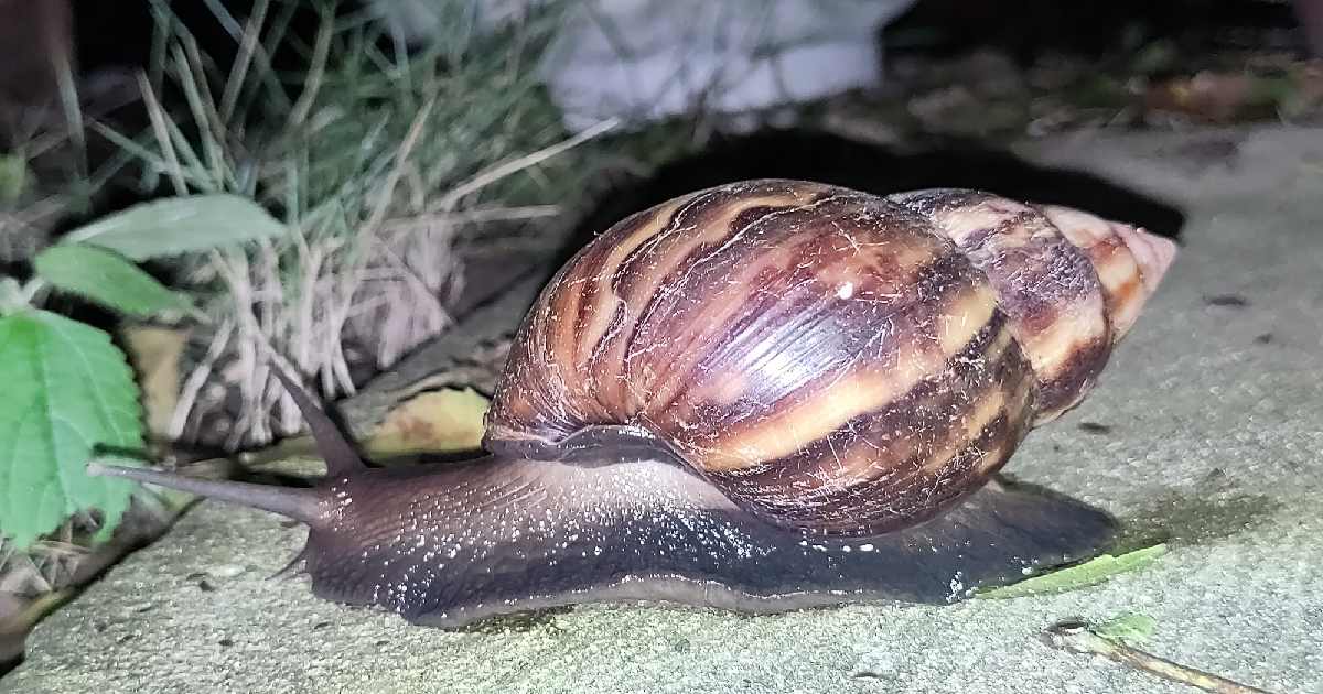 African Giant Snail -largest snail species in the world