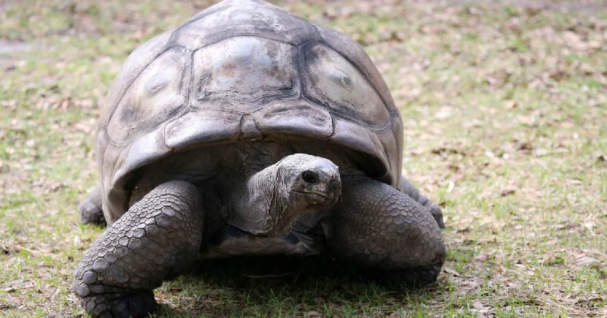 Aldabra Giant Tortoise - largest sea turtles in the world