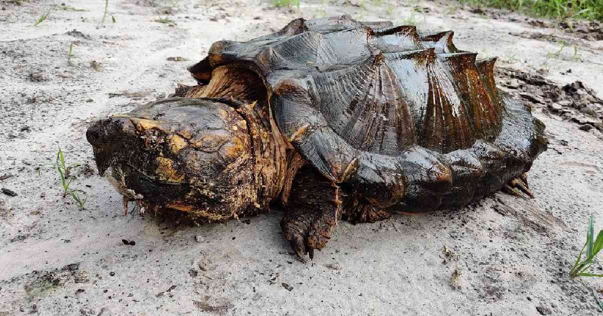 Alligator Snapping Turtle - largest sea turtles in the world