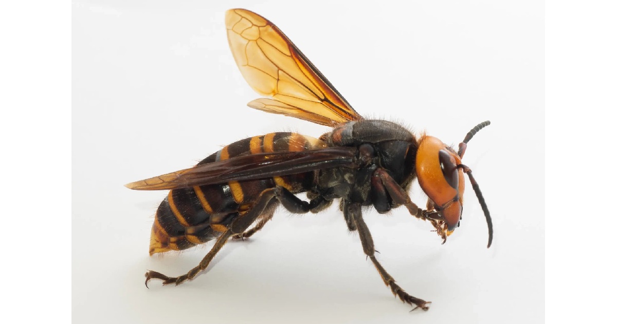 Top 10 Largest Wasp Species in the World - FreeJobAlert.Com