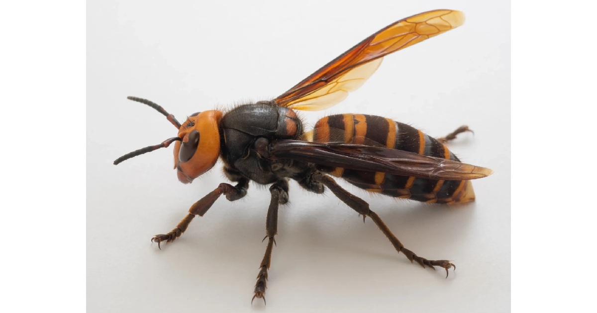 Asian Hornet - Largest Wasp Species in the World