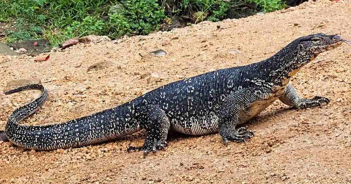 Asian Water Monitor - Largest Lizards in the World