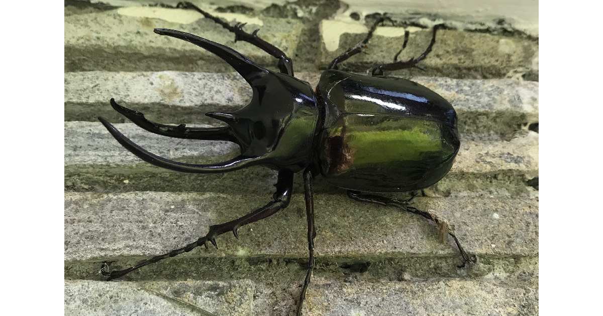 Atlas Beetle - Largest Beetle Species in the World