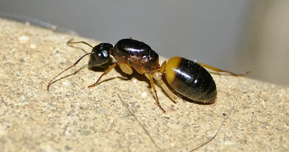 Banded Sugar Ant - Largest Ants in the World