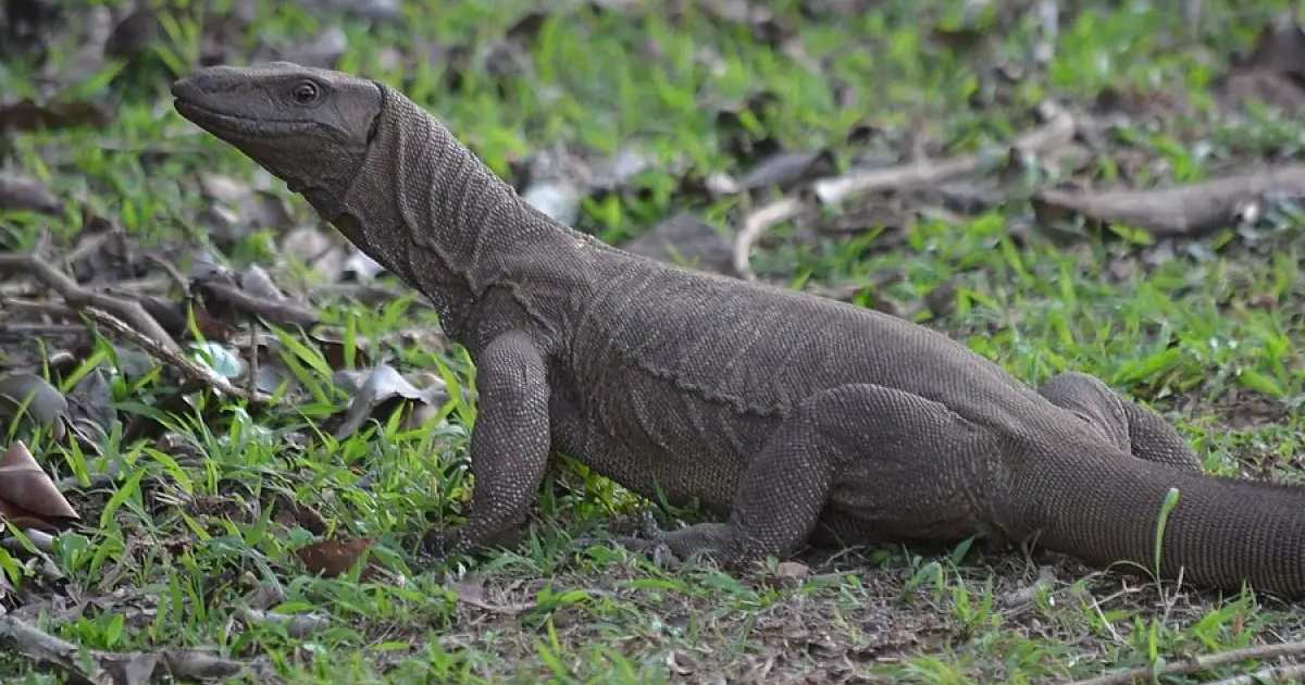 Bengal Monitor - Largest Lizards in the World