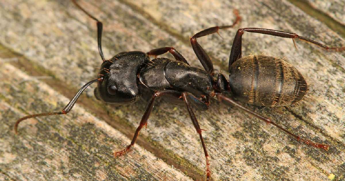 Black Carpenter Ant - Largest Ants in the World