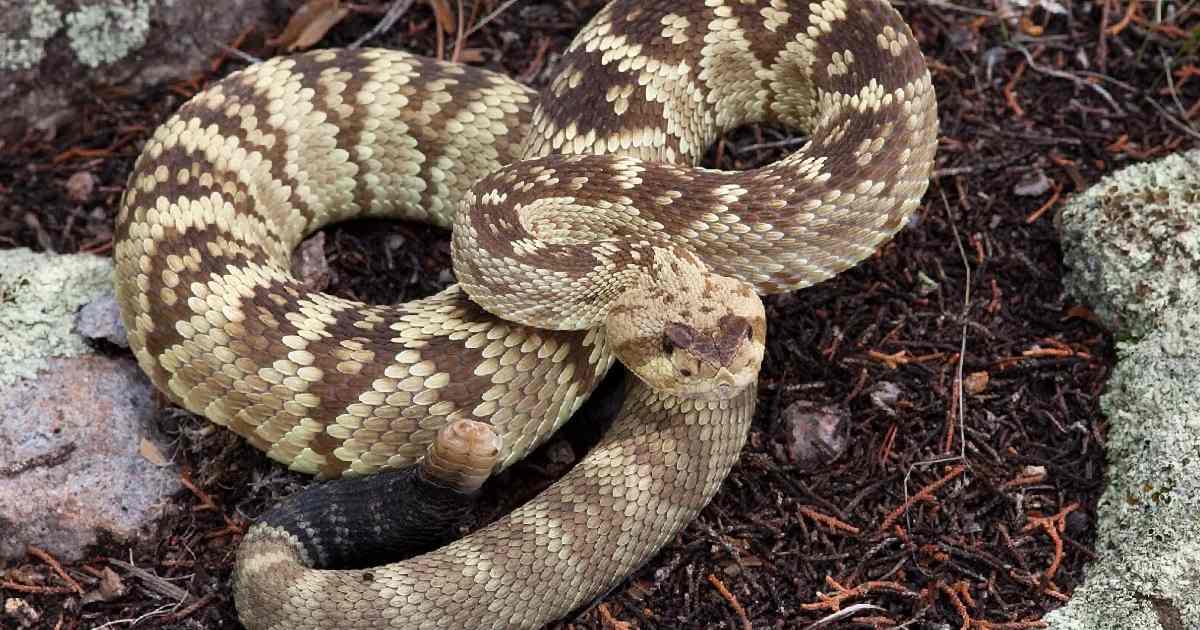 Black-tailed Rattlesnake