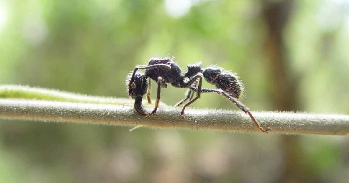 Bullet Ant - Largest Ants in the World