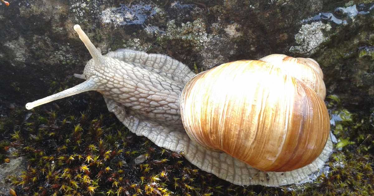 Burgundy Snail -largest snail species in the world