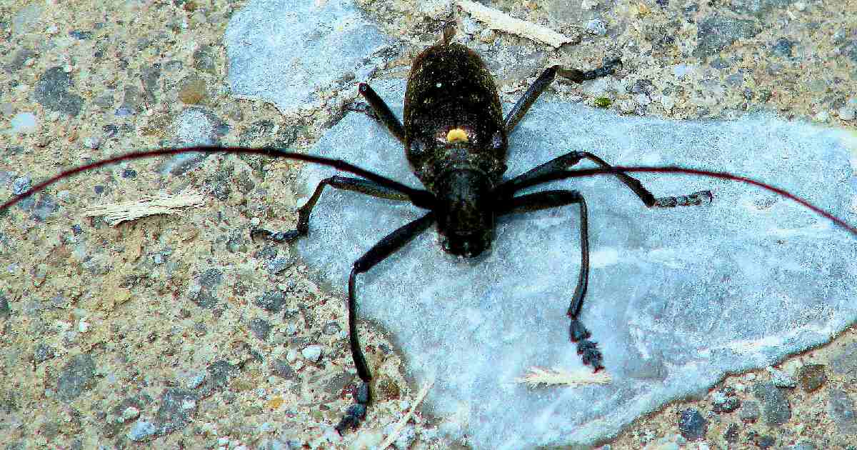 Capricorn Beetle - Largest Beetle Species in the World