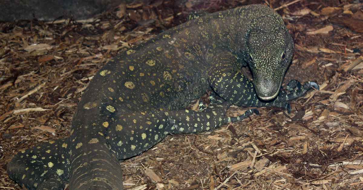 Crocodile Monitor - Largest Lizards in the World