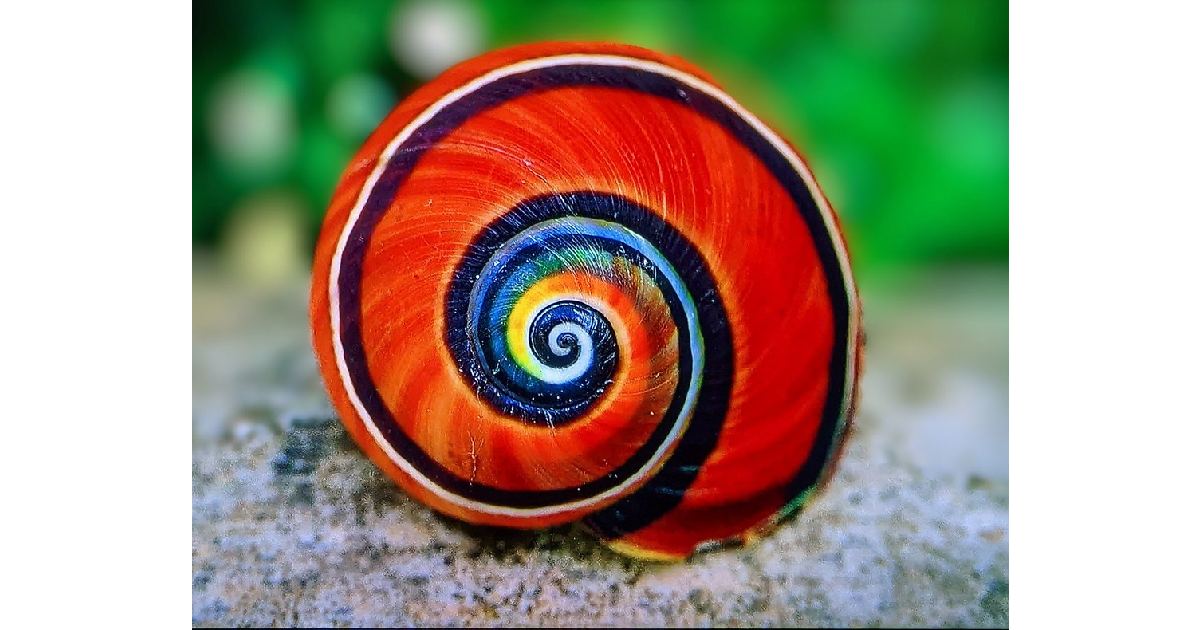 Cuban Land Snail -largest snail species in the world