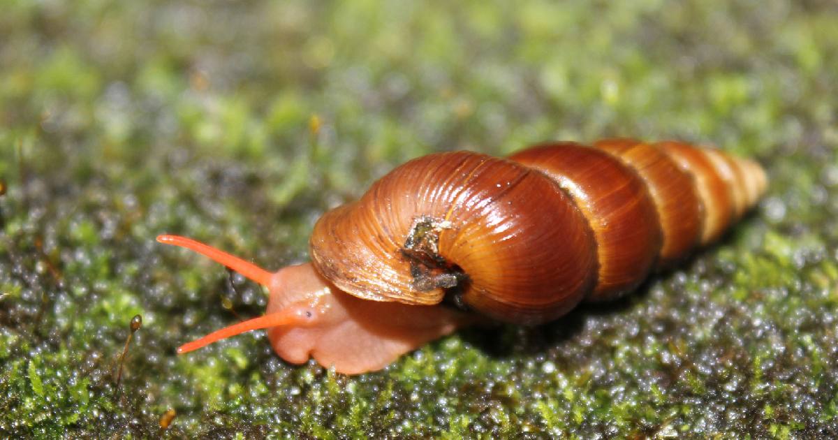 Cyclophoroidea -largest snail species in the world