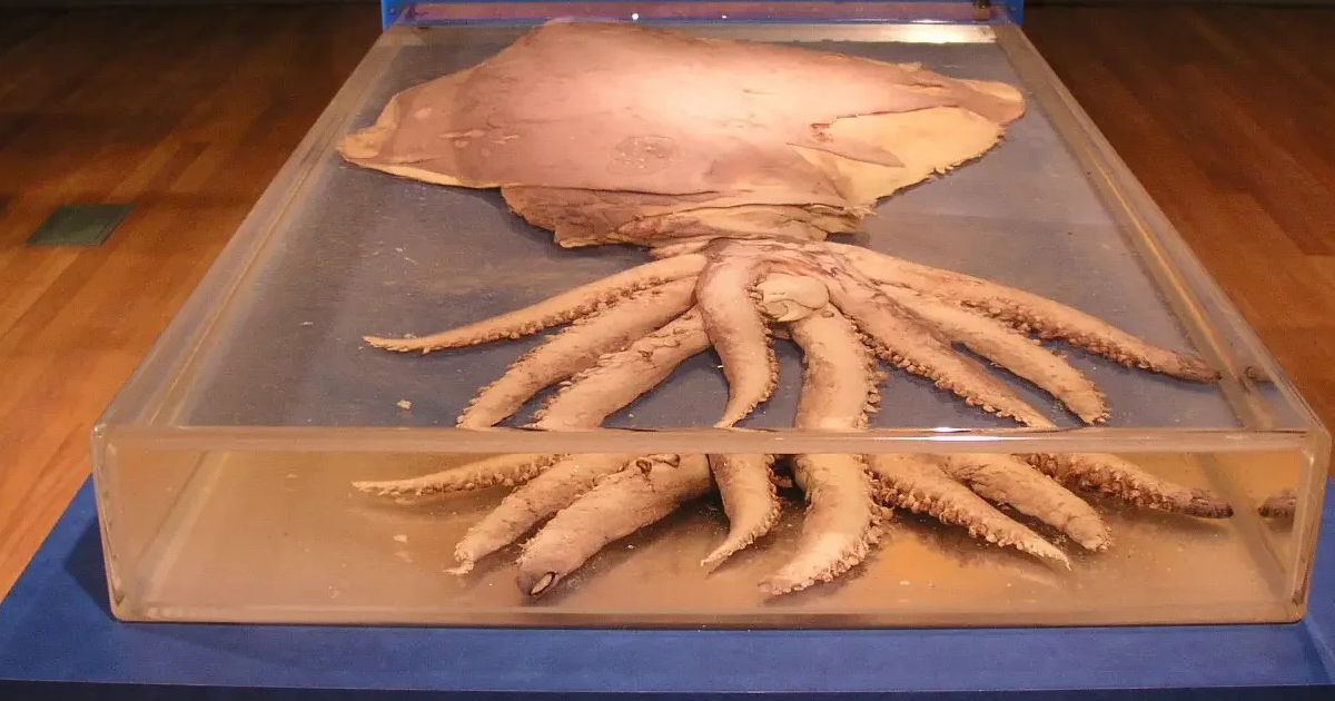 Dana Octopus Squid  - largest squid species in the world
