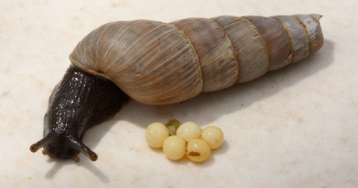 Decollate Snail -largest snail species in the world