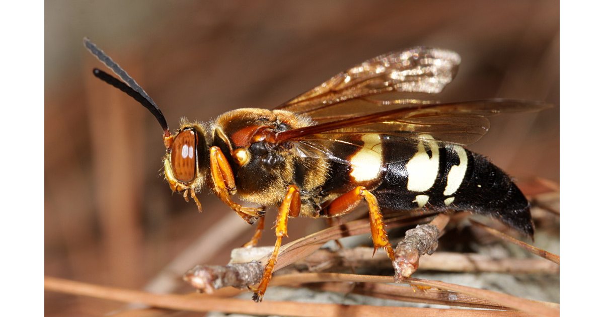 Eastern Cicada Killer - Largest Wasp Species in the World