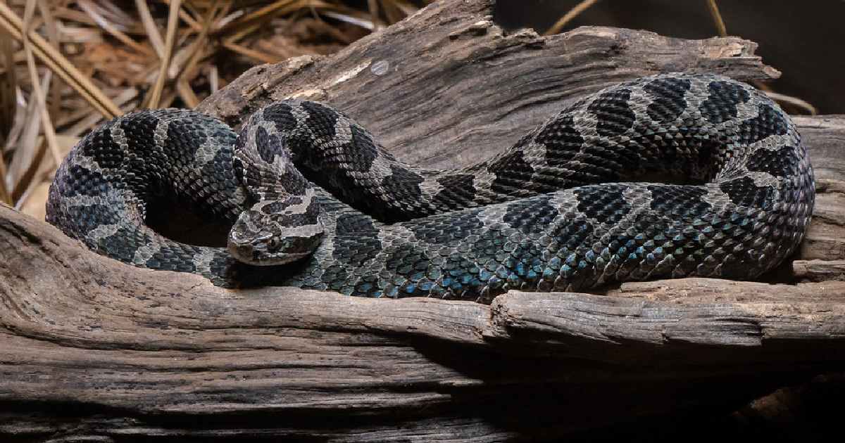 Eastern Massasauga