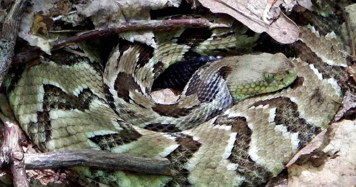 Eastern Timber Rattlesnake