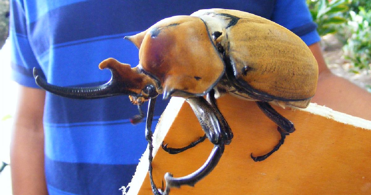 Elephant Beetle - Largest Beetle Species in the World