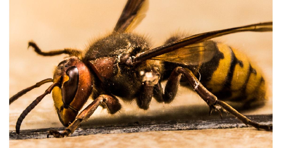 European Hornet - Largest Wasp Species in the World