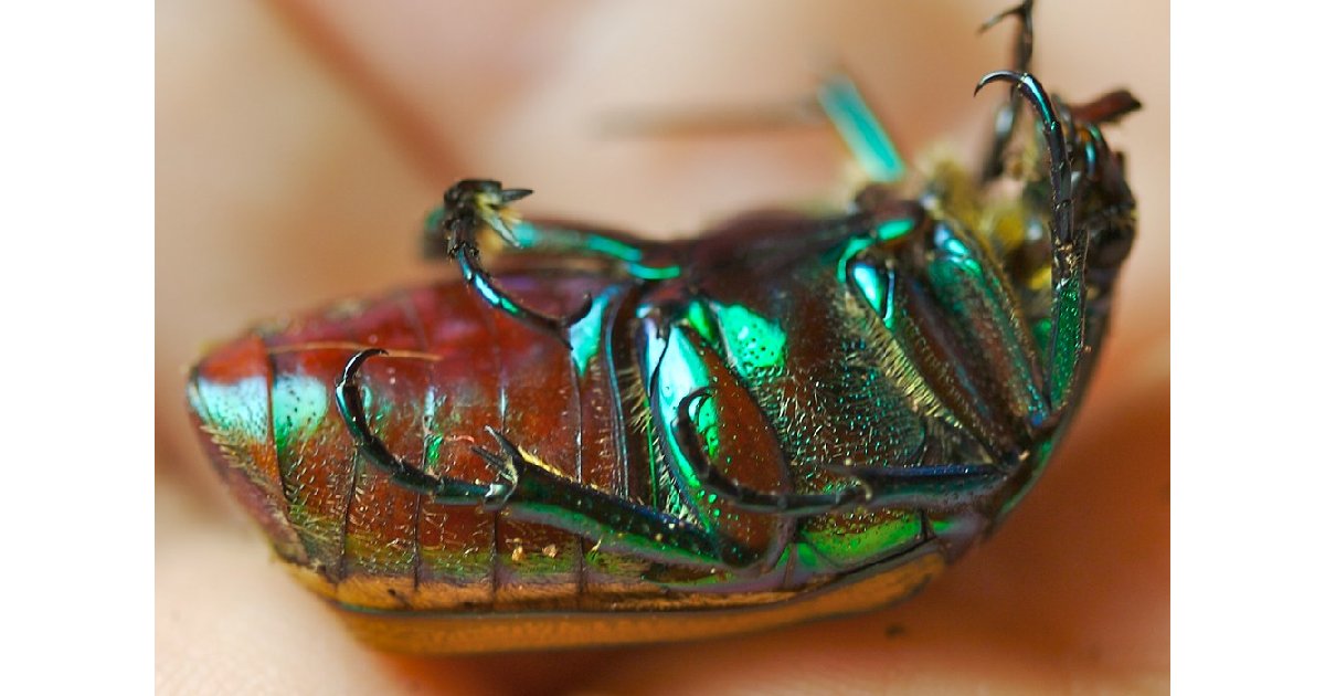 Figeater Beetle - Largest Beetle Species in the World