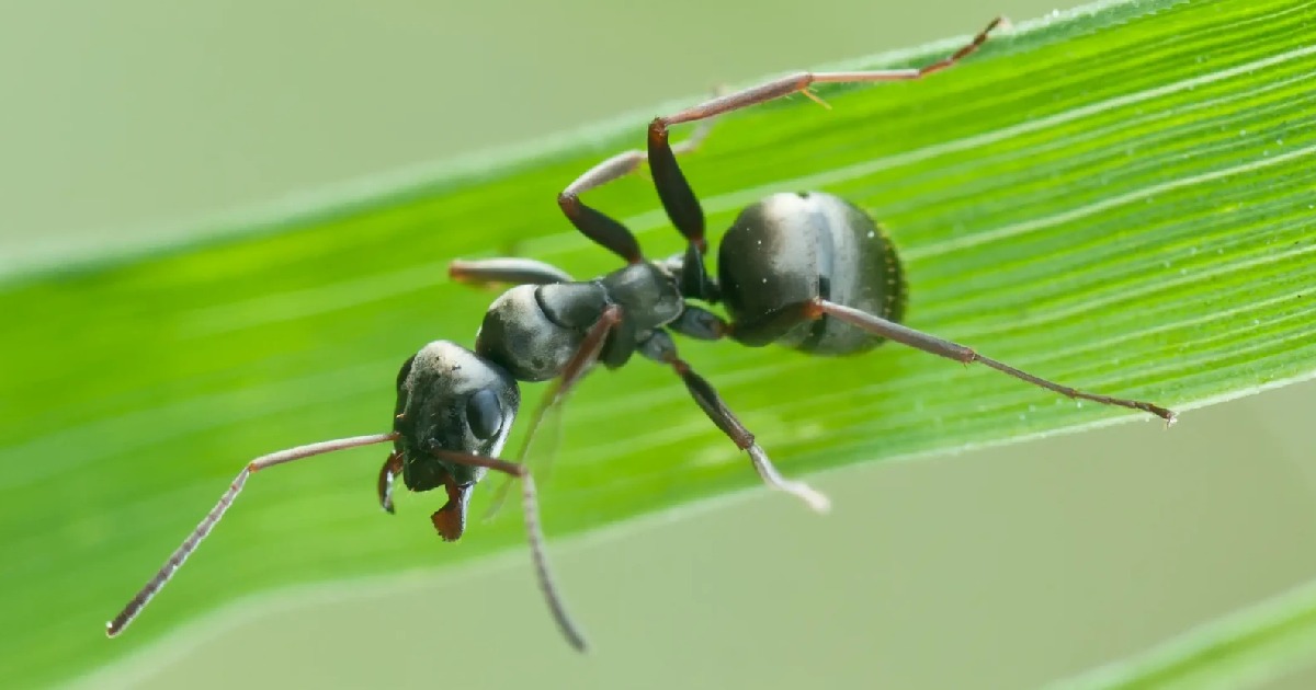 Formica Fusca - Largest Ants in the World