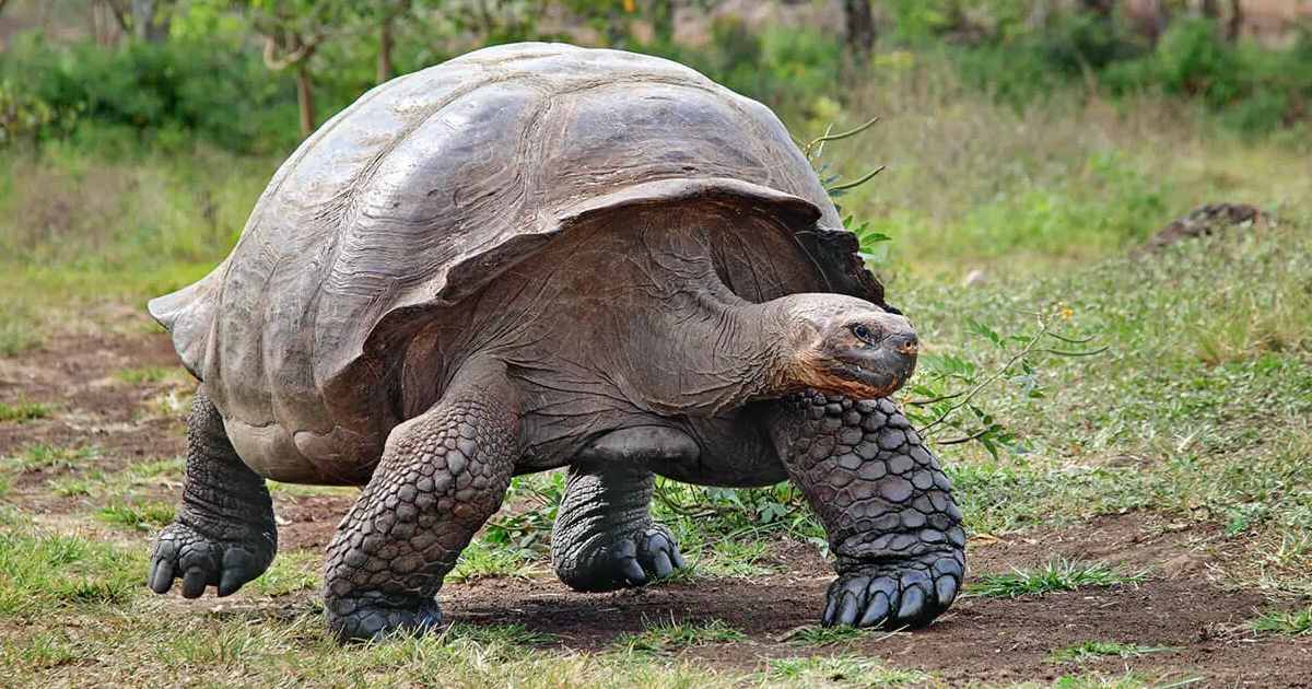 Galapagos Giant Tortoise - largest sea turtles in the world