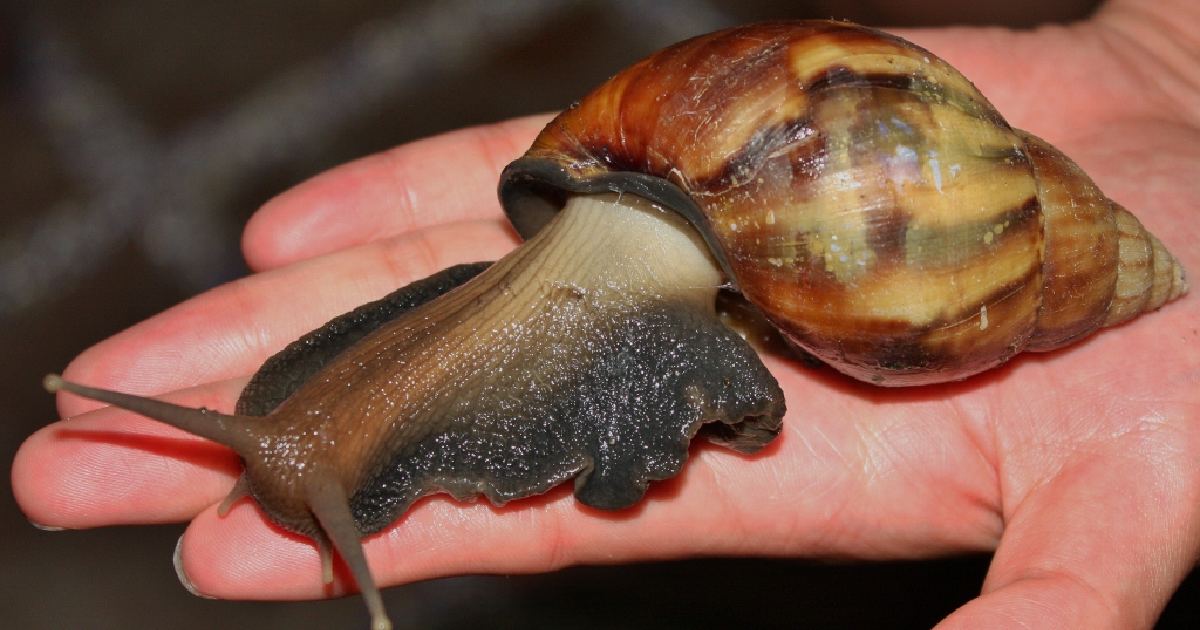 Giant African Snail -largest snail species in the world