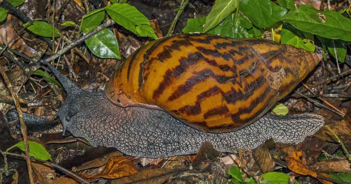 Giant Ghana Snail -largest snail species in the world