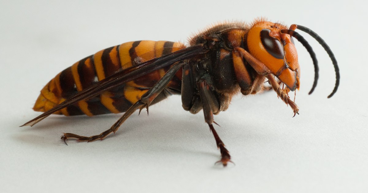 Giant Hornet Vespa Mandarinia - Largest Wasp Species in the World