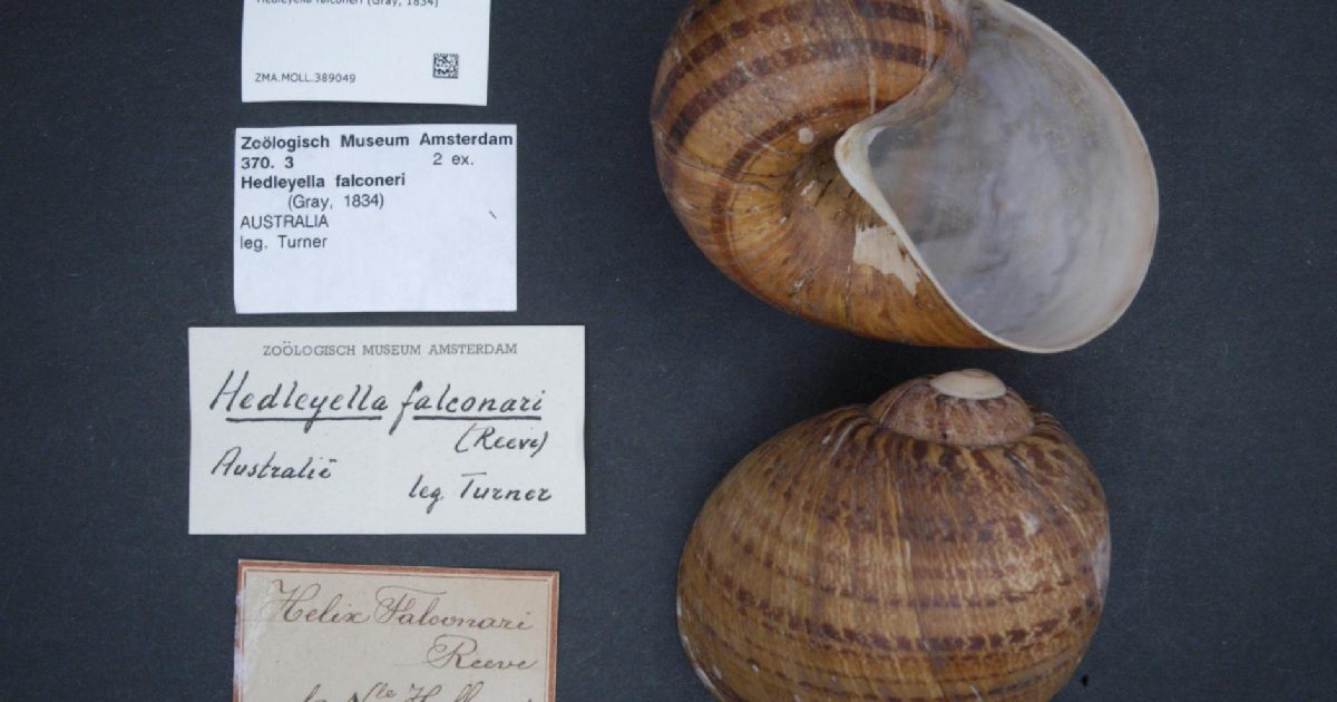 Giant Panda Snail -largest snail species in the world