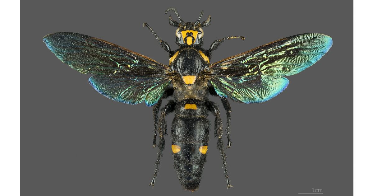 Giant Scoliid Wasp - Largest Wasp Species in the World