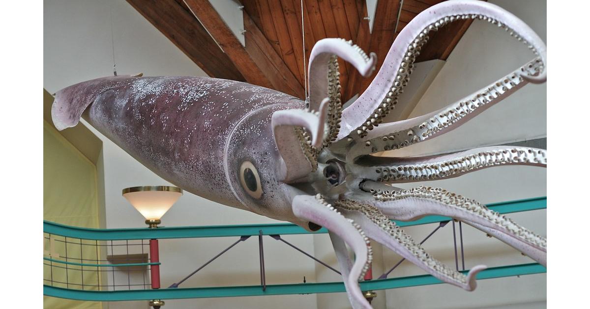 Giant Squid - largest squid species in the world
