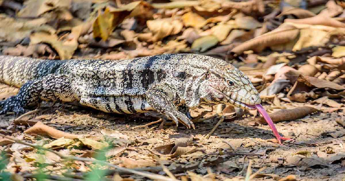 Giant Tegu - Largest Lizards in the World