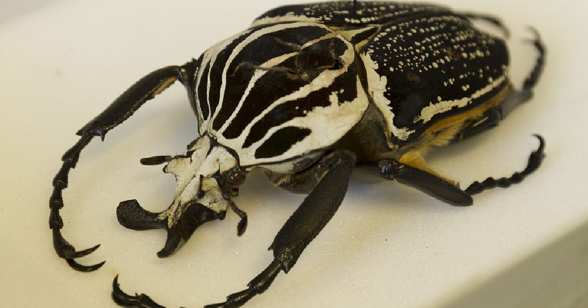 Goliath Beetle - Largest Beetle Species in the World