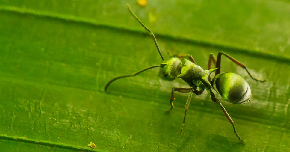 Green Ant - Largest Ants in the World