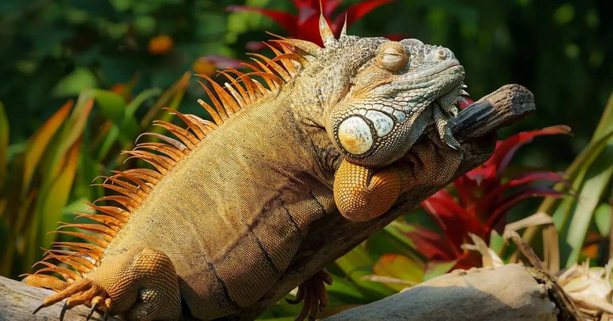 Green Iguana - Largest Lizards in the World