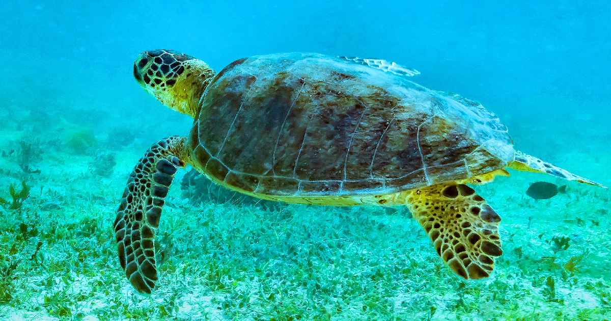 Green Sea Turtle - largest sea turtles in the world